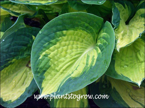A typical leaf showing slight cupping and corrugation
